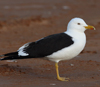 1cy fuscus in August, ringed in Finland. (81365 bytes)